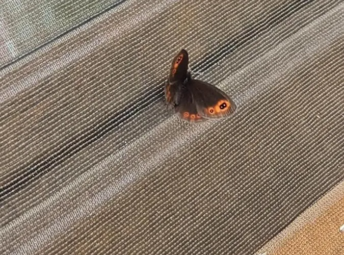 Ljubiska Previja * Ljubis